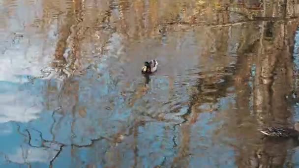 Para dzikich kaczek krzyżowych w ich naturalnym środowisku w pobliżu brzegu stawu — Wideo stockowe