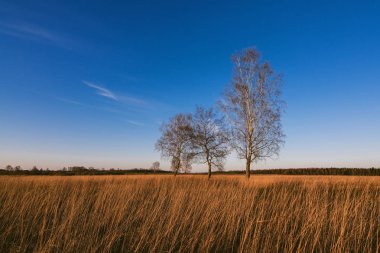 sonbaharda kuru ot ile bir alanda üç huş ağacı