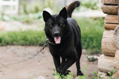 Zincire vurulmuş ev bekçisi siyah köpek.
