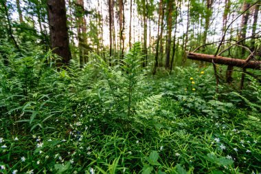 stellaria holostea ilkbaharda ormanda çayır ve eğrelti otu çiçek