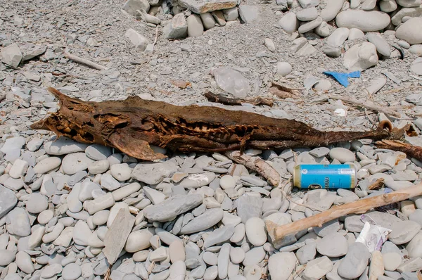 GELENDZHIK, RUSIA - 5 de agosto de 2012: Grandes peces muertos podridos en la playa junto al mar y la basura — Foto de Stock