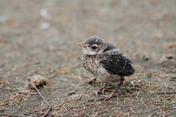 Little cuckoo chick in the Park closeup — Stock Photo, Image