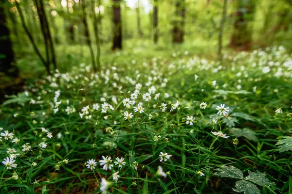 Floreciente salvaje verde stellaria holostea en el bosque en primavera — Foto de Stock