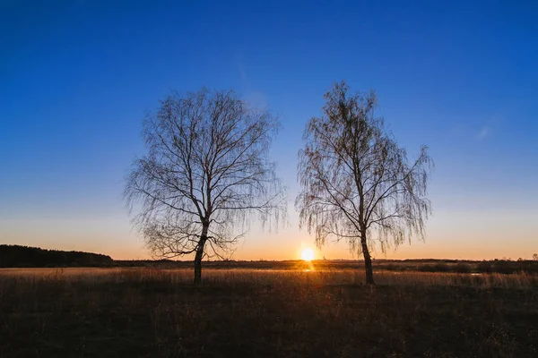 Två björkar i en solig solnedgång i ett fält med en torr Björk på våren — Stockfoto