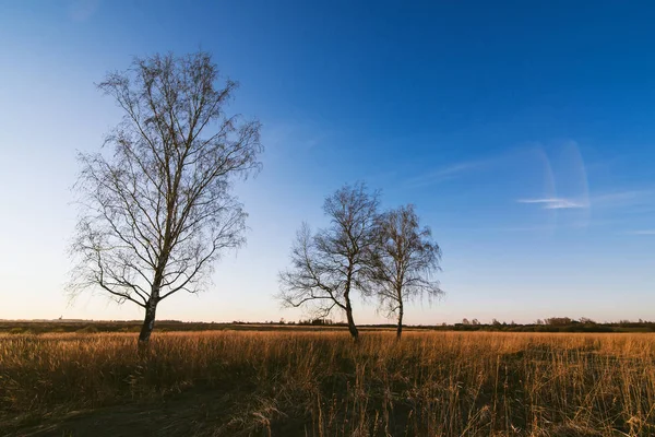 Jesienny krajobraz z trzema Birches z upadłych liści — Zdjęcie stockowe