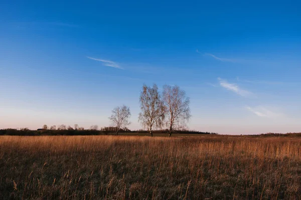 Trzy Birches w polu z suchą trawą jesienią — Zdjęcie stockowe