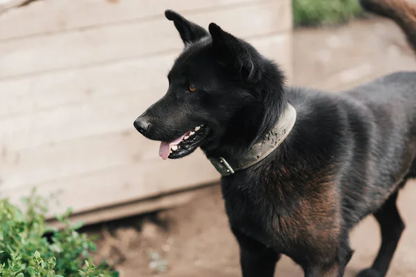 Home guard black dog on a chain