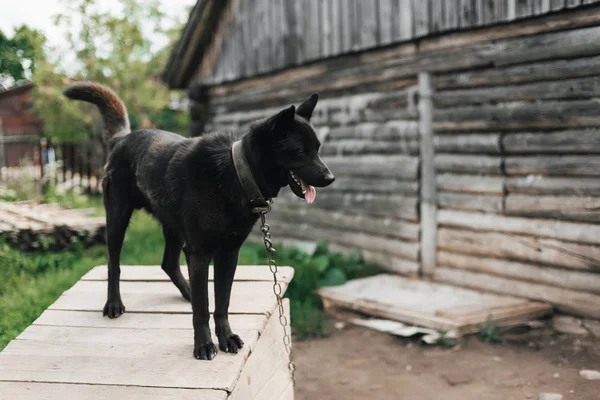 Home guard black dog on a chain