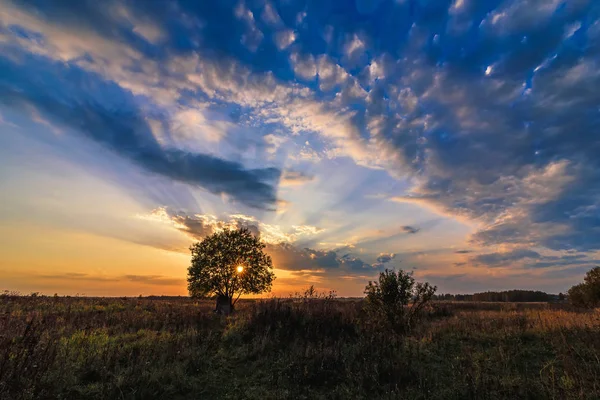 Árbol solitario en un campo contra una puesta de sol naranja en otoño —  Fotos de Stock