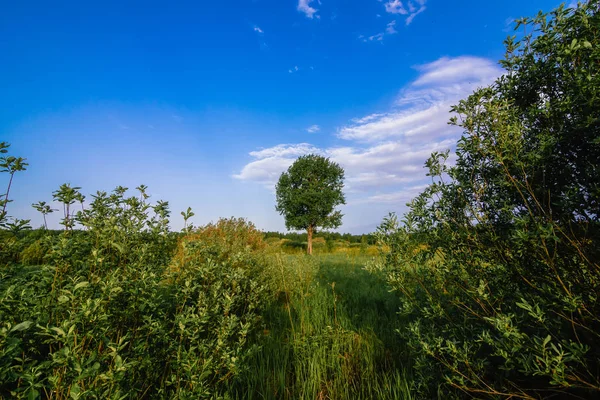 Samotne drzewo na łące z zieloną trawą w lecie — Zdjęcie stockowe