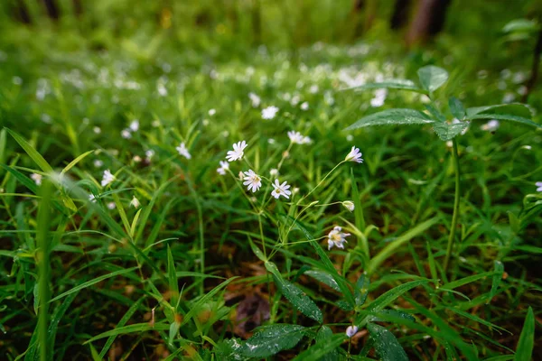 Floreciente salvaje verde stellaria holostea en el bosque en primavera — Foto de Stock