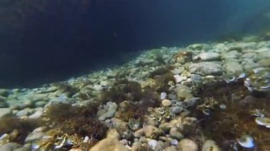 deniz yosunu ve bir dalgıç gözleri ile eylem kamera mavi su ile denizde deniz dibi. Resiflerle sığ suda Şnorkelle Dalış