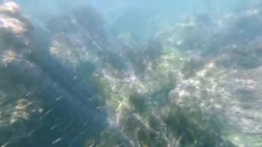 deniz yosunu ve bir dalgıç gözleri ile eylem kamera mavi su ile denizde deniz dibi. Resiflerle sığ suda Şnorkelle Dalış