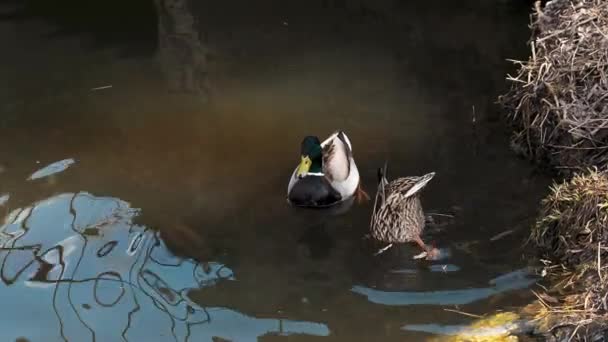 Coppia di anatre selvatiche domestiche nel loro habitat naturale vicino alla riva dello stagno — Video Stock