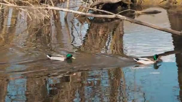 Par de ánades reales en su hábitat natural cerca de la orilla del estanque — Vídeo de stock