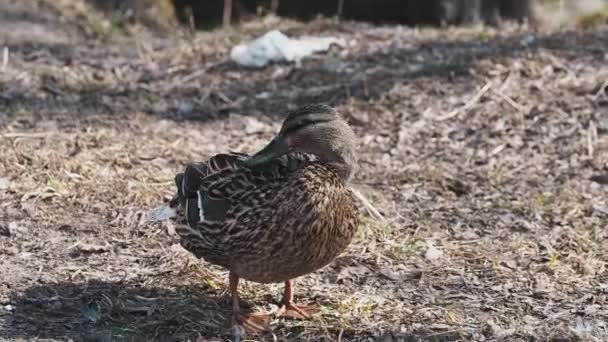 Vild Anka Torrt Gräs Våren Sin Naturliga Miljö — Stockvideo