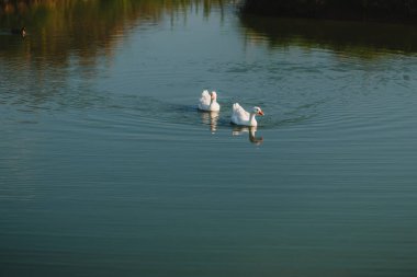 beyaz kaz çifti gölde yüzer