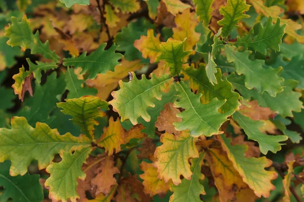 Laranja folhas de carvalho verde no outono na floresta — Fotografia de Stock