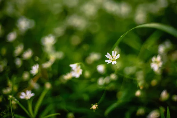 Flores blancas estelaria silvestre holostea floreciendo en el bosque — Foto de Stock