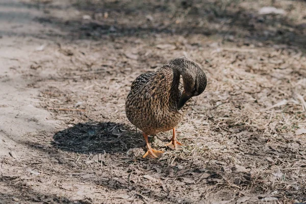 Dzika kaczka krzyżówka brązowy czyści swoje upierzenie w przyrodzie w naturalnym środowisku — Zdjęcie stockowe