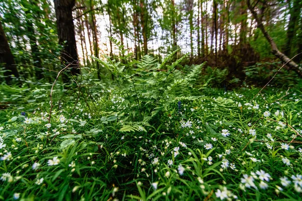 Stellaria holostea floreciendo en el prado y helecho en el bosque en primavera — Foto de Stock