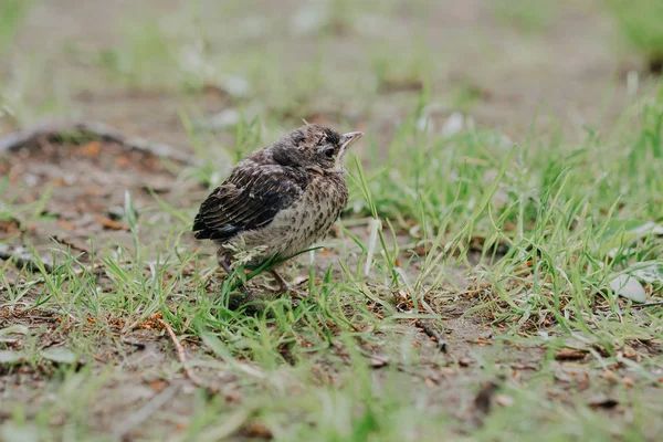 Little cuckoo chick in the forest in nature — Stock Photo, Image
