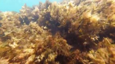 deniz yosunu ve bir dalgıç gözleri ile eylem kamera mavi su ile denizde deniz dibi. Resiflerle sığ suda Şnorkelle Dalış