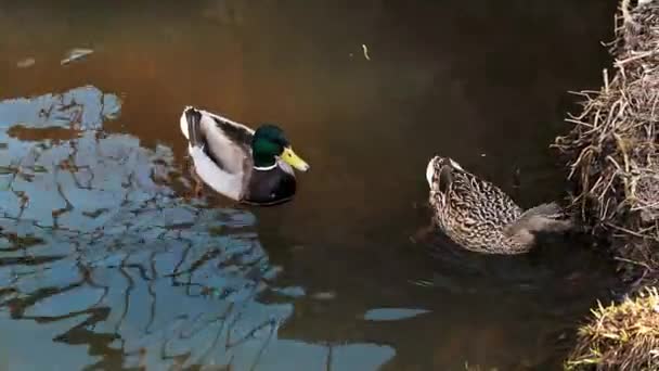 Para dzikich kaczek krzyżowych w ich naturalnym środowisku w pobliżu brzegu stawu — Wideo stockowe