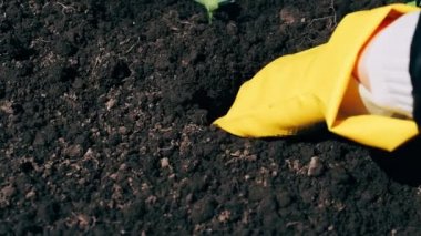 eller çiftçi eldiven toprağa bitkilerin küçük fideler dikti