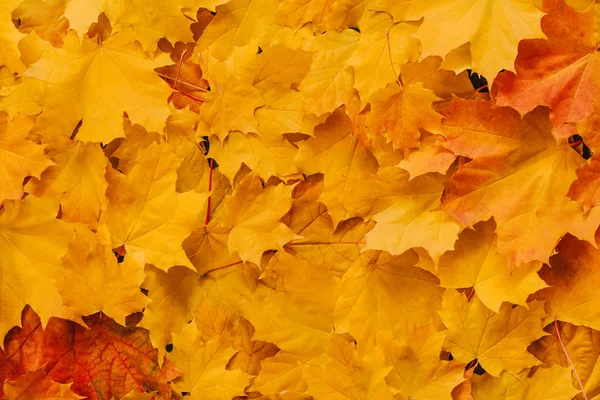 Jesienny podkład z pomarańczowego żółtego liści klonu — Zdjęcie stockowe