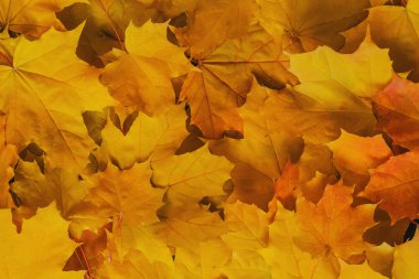 sonbahar arka plan için sarı akçaağaç yaprakları tam kare çekim