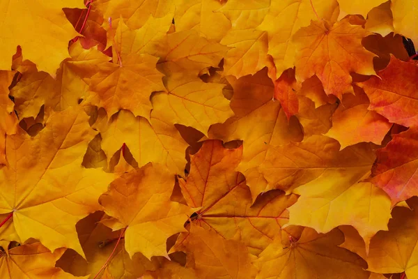 Hojas de arce naranja en el Parque en otoño —  Fotos de Stock