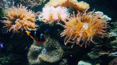 Tropical exotic colorful fish swim under water near a coral reef