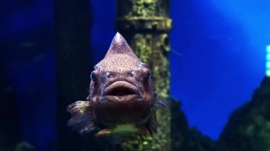 Cyclopterus lumpus Lumpfish mavi suda yüzer.