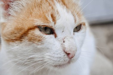 Kırmızı ve beyaz bir kedinin ağızlığı