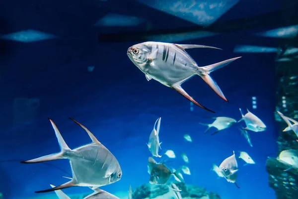 Fisch palometa trachinotus goodei schwimmt im blauen Wasser — Stockfoto