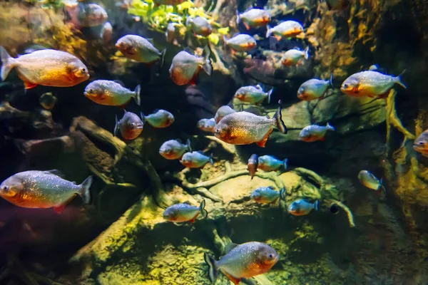 Kolonie räuberischer Piranha-Fische schwimmt unter Wasser — Stockfoto