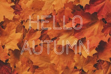 Akçaağaç yapraklarının arka planında Merhaba Sonbahar