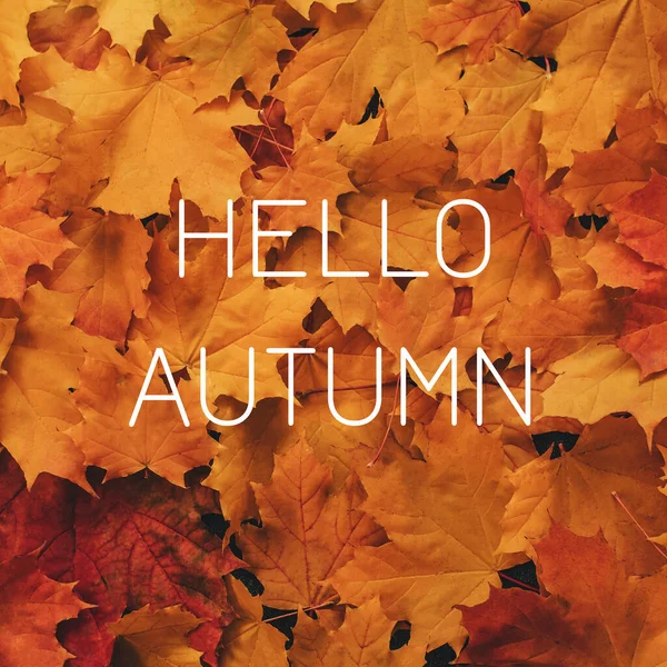 Fondo de hojas de arce naranja con una inscripción de felicitación Hello Autumn —  Fotos de Stock