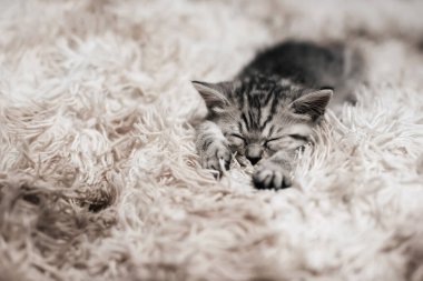 Gri çizgili İskoç heteroseksüel kedi yavrusu.