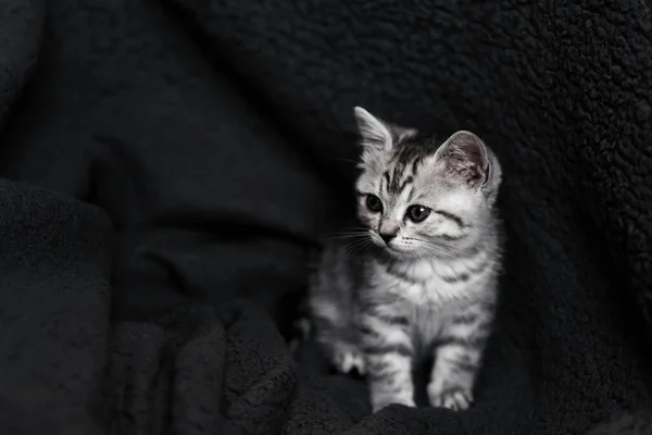 Cute domestic striped Scottish straight kitten sitting on a grey background — Stock Photo, Image