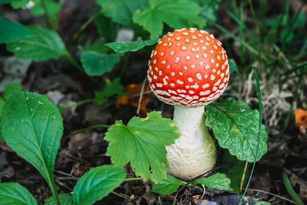 Mérgező veszélyes és ehetetlen gomba légy agaric — Stock Fotó