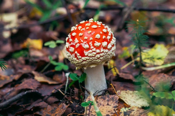 Seta roja mosca agárica en el bosque de otoño — Foto de Stock