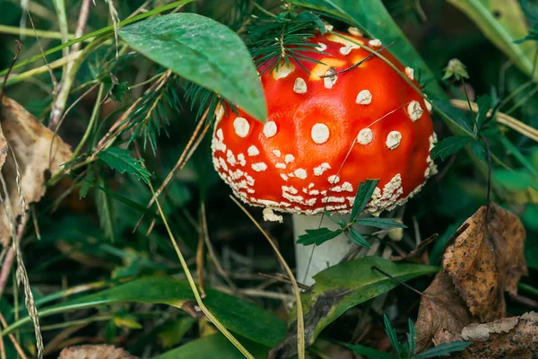 Mosca de cogumelo vermelho agárico venenoso e perigoso — Fotografia de Stock