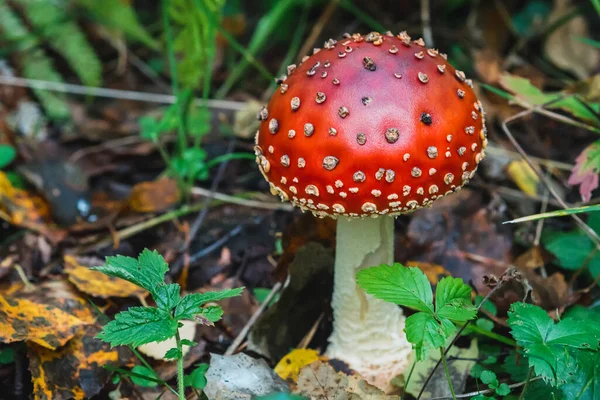 Rode paddestoel vliegen agarisch in het herfstbos — Stockfoto