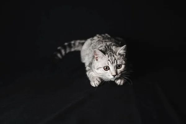 Schottische geradlinige Katze liegt auf schwarzem Hintergrund — Stockfoto