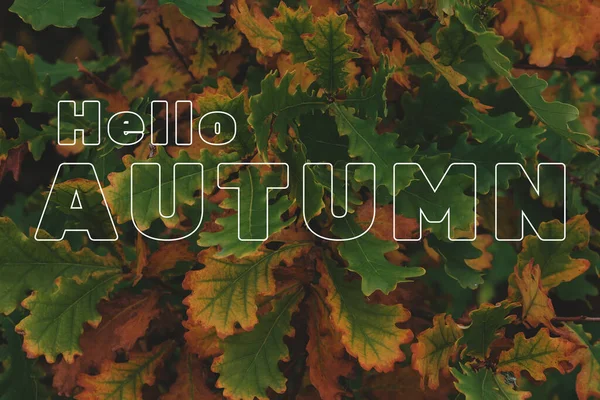 Greeting card with the inscription Hello Autumn — Stock Photo, Image