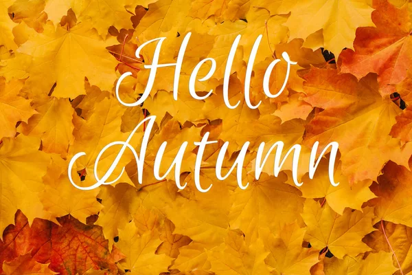 Fondo de hojas de arce naranja con texto Hello Autumn —  Fotos de Stock