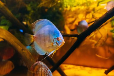 Güzel balık diski Symphysodon a equifasciata axelrodi su altında yüzer