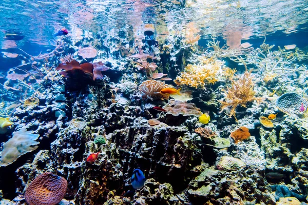 Peces tropicales exóticos nadan entre arrecifes de coral y algas en un acuario — Foto de Stock
